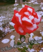 What Shadows Know