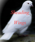 Sheading Wings