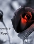 The Promise of the Rose