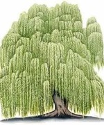 Weeping for Willow