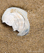 Shattered Seashell