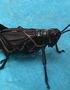 Life as a Bug