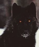 The Black Dog of Camelot