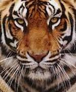 Into the Eyes of A Tigress