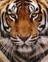Into the Eyes of A Tigress