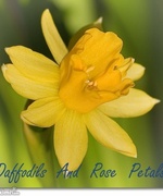 Daffodils and Rose Petals