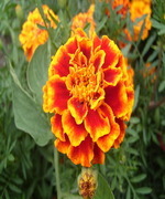 The Sun-Observing Marigold