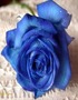 Roses Are Blue