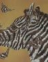 Zebra Stripes and Butterflies