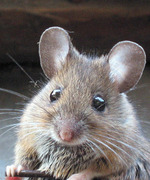 A Mouse Named Rupert
