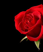 A Single Rose for You...