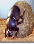 The Marvelous Tale of the Dung Beetle