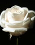 Colorless Rose