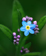 Myosotis