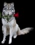 Fallen Rose (A werewolf love story)