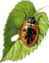 Bennie the ladybug Goes Mystical 