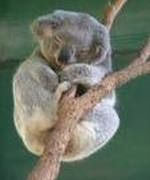 The Boastful Koalas