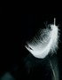 Little white feather