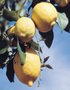 Lemon Trees and Spanish Tunes