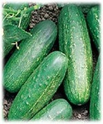 Crazy For Cucumbers
