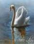 The Dying Swan