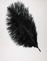 Feathers of a fallen angel