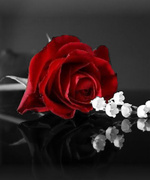 Red Rose for Your Blood