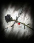 The Unforgotten Rose