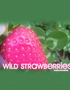 Wild Strawberries