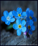 Forget Me Not.