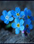 Forget Me Not.