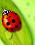 Bennie The Ladybug, Mystery Edition