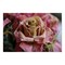 Mortuus Rosa