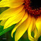 Sunflower89