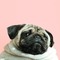 Pug;;