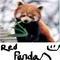 red pandaa