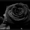 x The Black Rose x