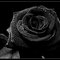 x The Black Rose x
