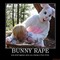 Rabbit_rape