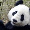 pandas.are.awesome