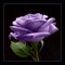 black purple roses