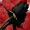 black_roses
