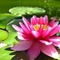 waterlily93